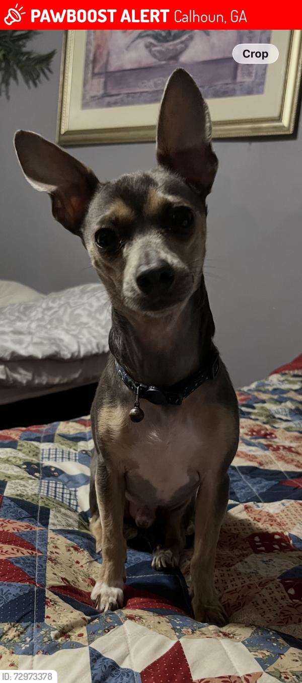 Lost Male Dog last seen Near Interstate, Calhoun, GA 30701