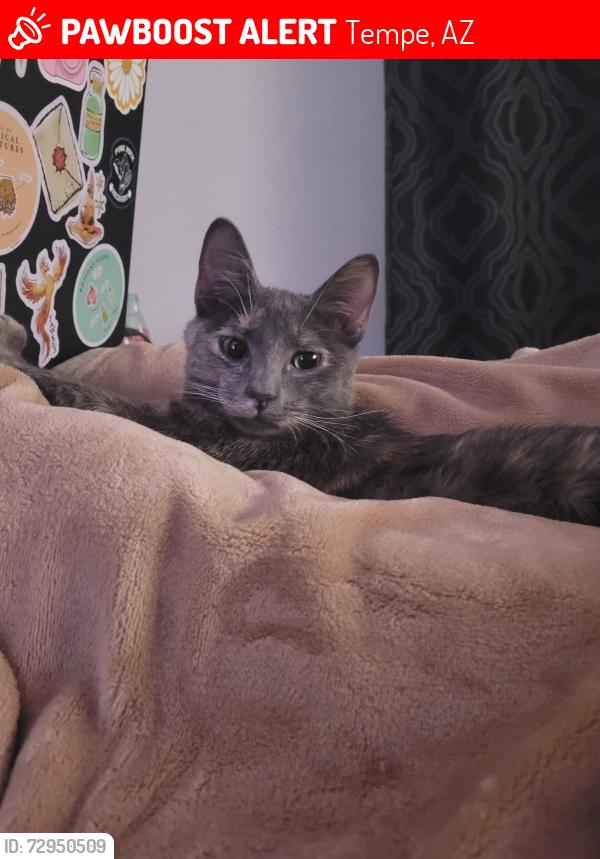 Lost Female Cat last seen Motel 6 tempe, Tempe, AZ 85281