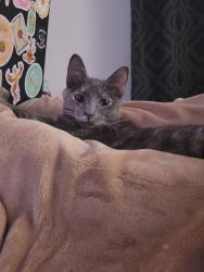 Lost Female Cat last seen Motel 6 tempe, Tempe, AZ 85281