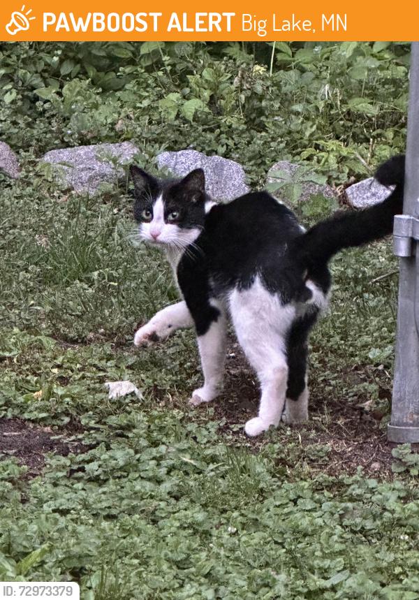 Found/Stray Male Cat last seen 169th Ave se and county rd 11, Big Lake, MN 55309