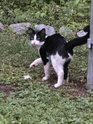 Found/Stray Male Cat last seen 169th Ave se and county rd 11, Big Lake, MN 55309