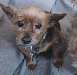 Lost Female Dog last seen Shirland Ave, South Beloit, IL 61080