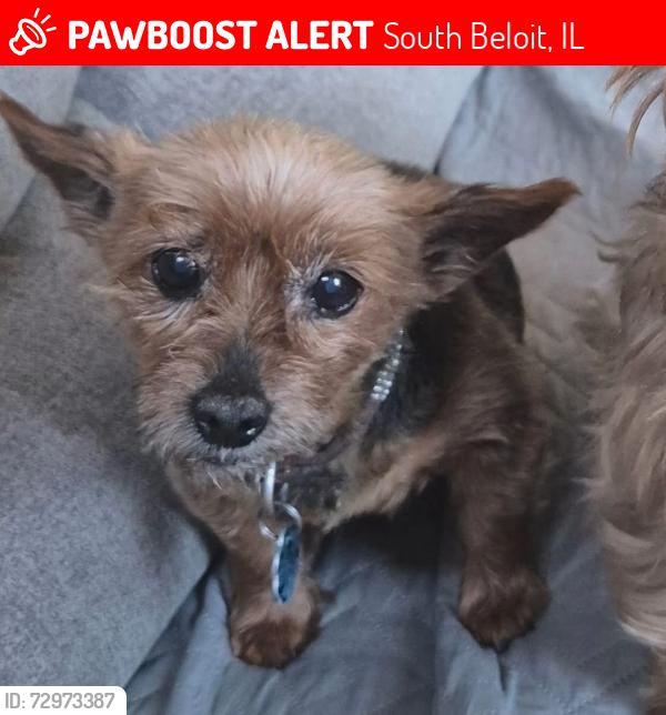 Lost Female Dog last seen Shirland Ave, South Beloit, IL 61080