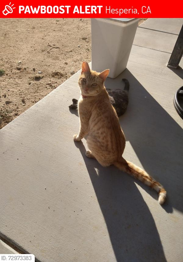 Lost Male Cat last seen Santa Fe St and Apatite Rd, Hesperia, CA 92345