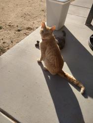 Lost Male Cat last seen Santa Fe St and Apatite Rd, Hesperia, CA 92345
