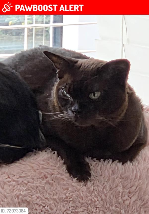 Lost Female Cat last seen Mill Green, Warboys, England PE28 2WE