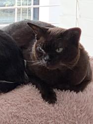Lost Female Cat last seen Mill Green, Warboys, England PE28 2WE