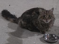Found/Stray Unknown Cat last seen Good Hope and Wertzville Road intersection , Enola, PA 17025