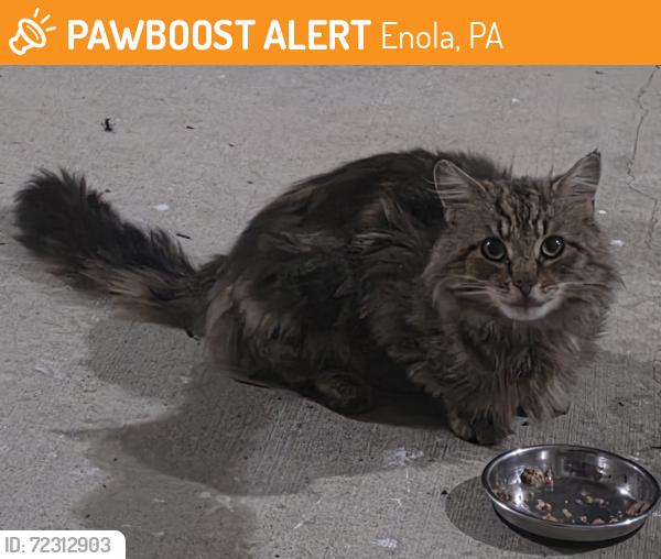 Found/Stray Unknown Cat last seen Good Hope and Wertzville Road intersection , Enola, PA 17025
