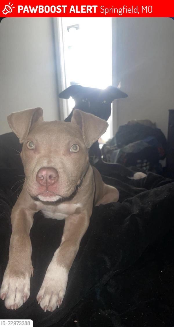 Lost Male Dog last seen Mt. Vernon and Scenic , Springfield, MO 65802
