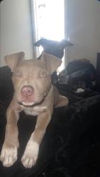 Lost Male Dog last seen Mt. Vernon and Scenic , Springfield, MO 65802