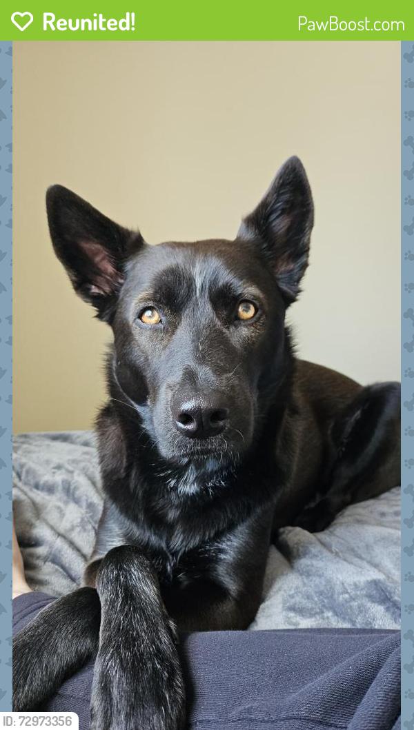 Reunited Female Dog last seen Northshore drive near highway 10 sd , Lake City, SD 57247