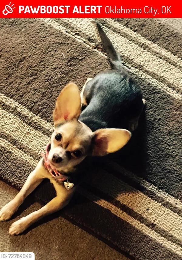 Lost Female Dog last seen Western and SW 22nd near the railroad tracks, Oklahoma City, OK 73109