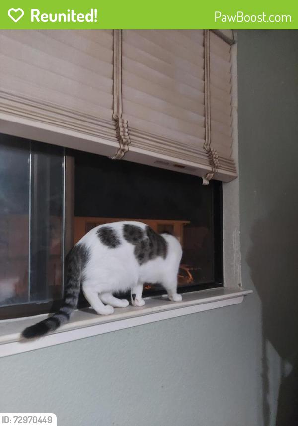 Reunited Female Cat last seen Center for Spiritual Living Livermore Valley, Livermore, CA 94551