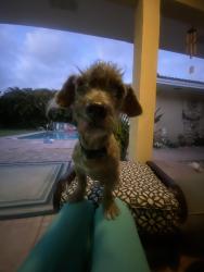Reunited Male Dog last seen Jasmine and 2nd, Lake Park, FL 33403