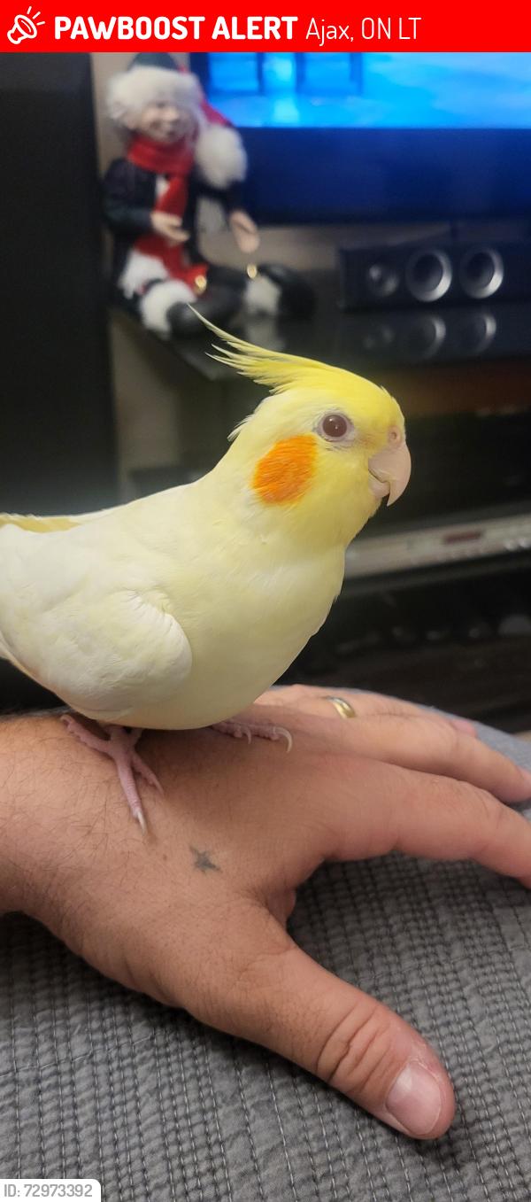 Lost Female Bird last seen Near magill dr, Ajax, ON L1T