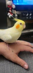 Lost Female Bird last seen Near magill dr, Ajax, ON L1T