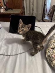 Found/Stray Unknown Cat last seen Hannah’s walk, St. Augustine, FL 32080