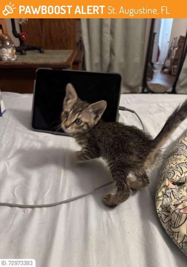 Found/Stray Unknown Cat last seen Hannah’s walk, St. Augustine, FL 32080