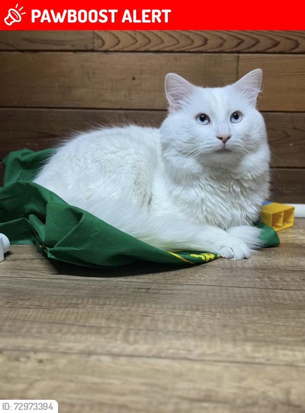 Lost Male Cat last seen St jeans ddo, Dollard-des-Ormeaux, QC 