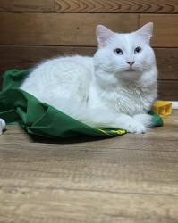 Lost Male Cat last seen St jeans ddo, Dollard-des-Ormeaux, QC 