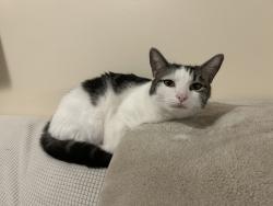 Reunited Male Cat last seen Near West Hills , Knoxville, TN 37909