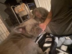 Reunited Male Dog last seen Westcliff buffalo, Las Vegas, NV 89145