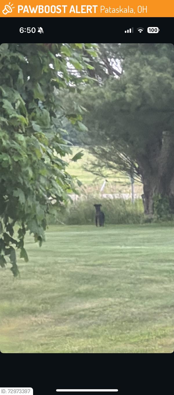 Found/Stray Unknown Dog last seen My hse, Pataskala, OH 43062