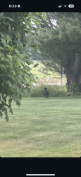 Found/Stray Unknown Dog last seen My hse, Pataskala, OH 43062