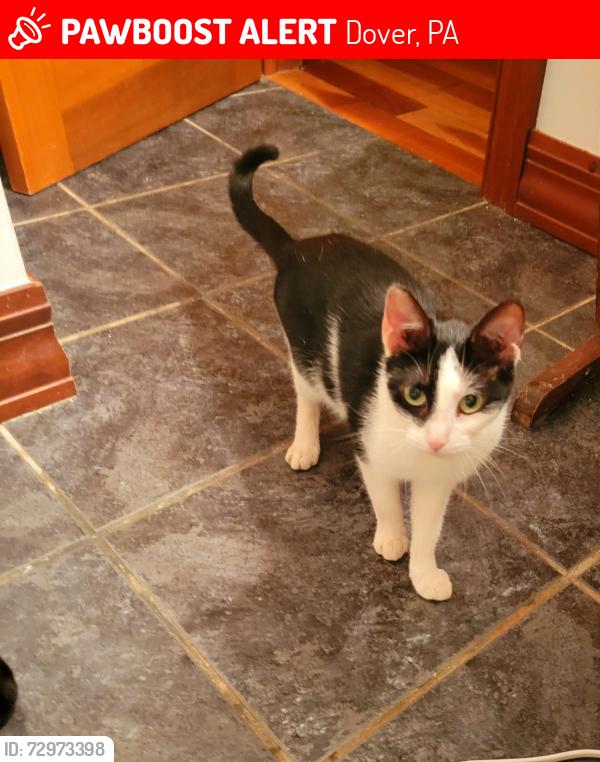 Lost Female Cat last seen East c rd and fox run rd, Dover, PA 17315