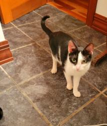 Lost Female Cat last seen East c rd and fox run rd, Dover, PA 17315