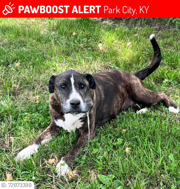 Lost Female Dog last seen Near Dripping Springs Road Park City, Park City, KY 42160