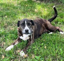 Lost Female Dog last seen Near Dripping Springs Road Park City, Park City, KY 42160