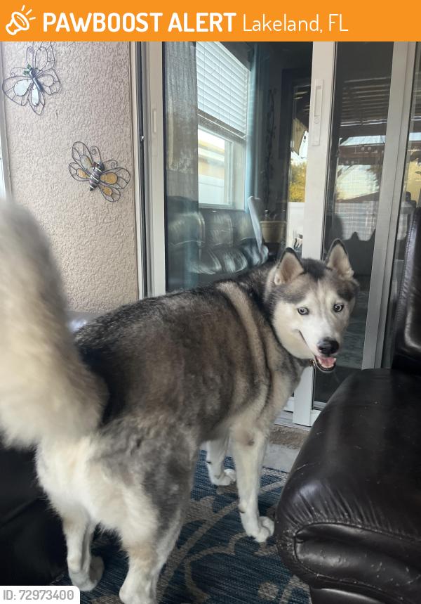 Found/Stray Male Dog last seen Danes court and  Donovan Rd, Lakeland, FL 33810, Lakeland, FL 33810