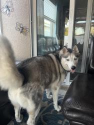 Found/Stray Male Dog last seen Danes court and  Donovan Rd, Lakeland, FL 33810, Lakeland, FL 33810