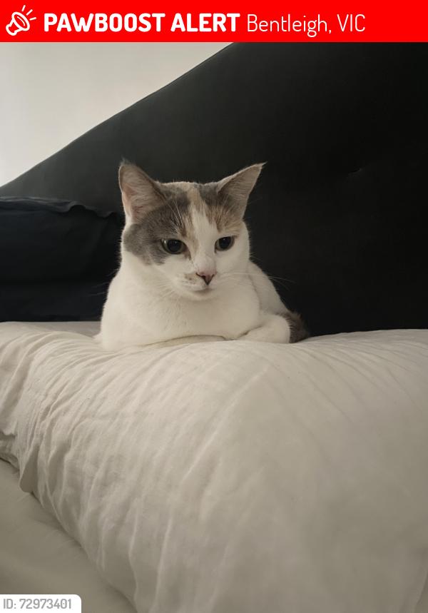 Lost Female Cat last seen Brewer road , Bentleigh, VIC 3204