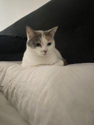 Lost Female Cat last seen Brewer road , Bentleigh, VIC 3204