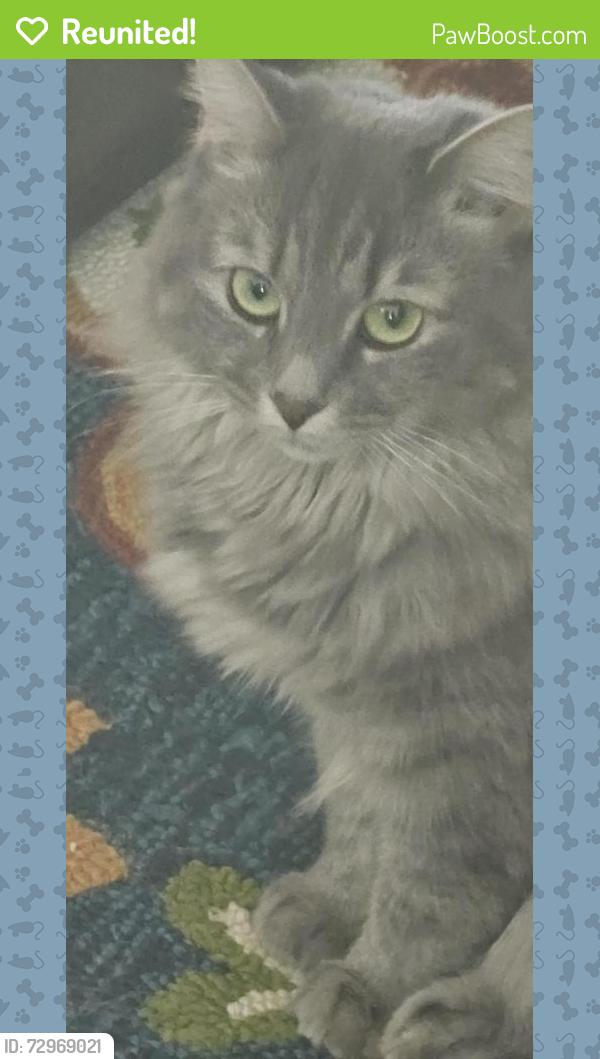 Reunited Female Cat last seen Saint Johns Church area Mt. Pleasant/Concord NC, Concord, NC 28025