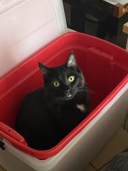 Reunited Male Cat last seen Near merganser lane , Elizabethtown, PA 17022