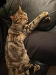 Reunited Female Cat last seen Fiddyment right by cvs on fiddyment and pleasant grove, Roseville, CA 95747