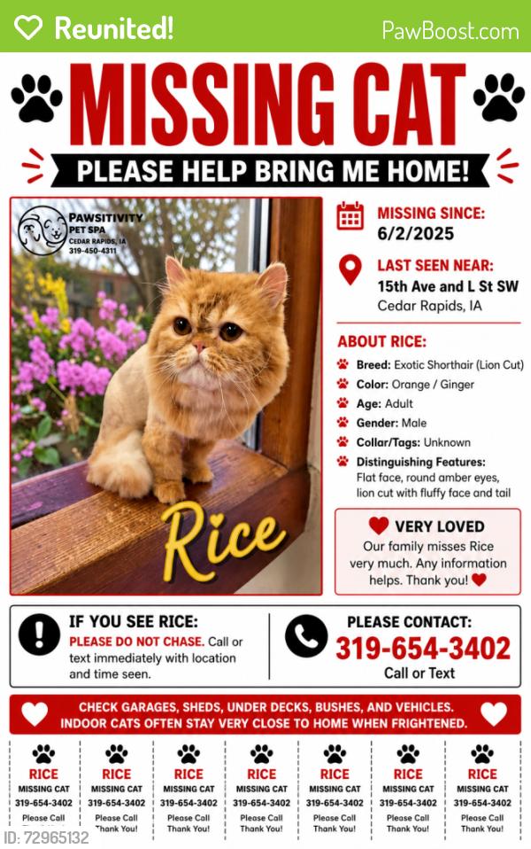 Reunited Male Cat last seen 15th and L St Sw, Cedar Rapids, IA 52404