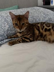 Lost Female Cat last seen Churchill Gardens , Pimlico, England SW1V 3HQ