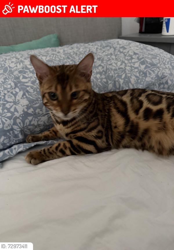 Lost Female Cat last seen Churchill Gardens , Pimlico, England SW1V 3HQ