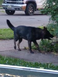 Found/Stray Male Dog last seen Kent & Blair, Saint Paul, MN 55103
