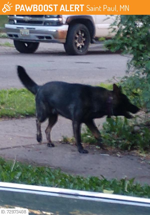Found/Stray Male Dog last seen Kent & Blair, Saint Paul, MN 55103
