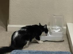 Reunited Female Cat last seen Marshall Dr , St Regis Ave, Brentwood, CA 94513