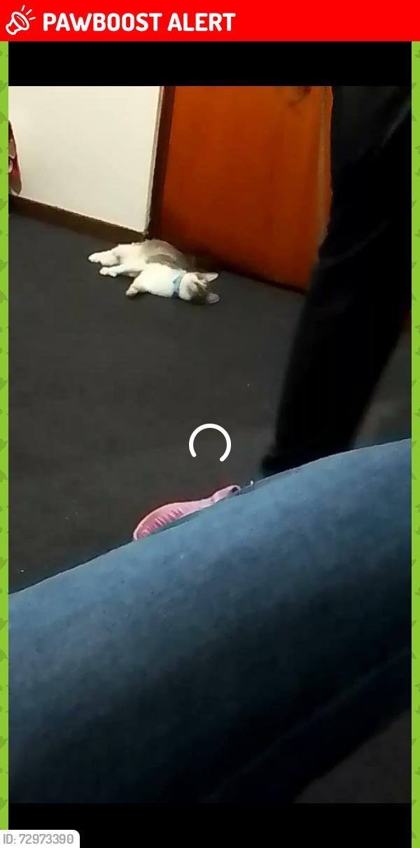 Lost Female Cat last seen Neill terrace Hamilton south , Hamilton South, NSW 2303