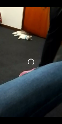 Lost Female Cat last seen Neill terrace Hamilton south , Hamilton South, NSW 2303
