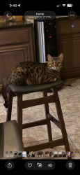 Reunited Female Cat last seen Beltline and midway rd, Addison, TX 75001