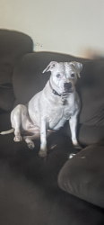 Reunited Female Dog last seen Wawa and dollar general on mercury, Hampton, VA 23669